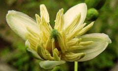 Fadna (BAEL FLOWER) Aegle marmelos Flowers Healthy Herbal Tea - eBuy Srilankan Online Store